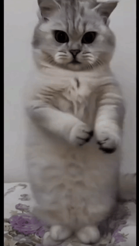 Cat Breakdancing Clapping GIF