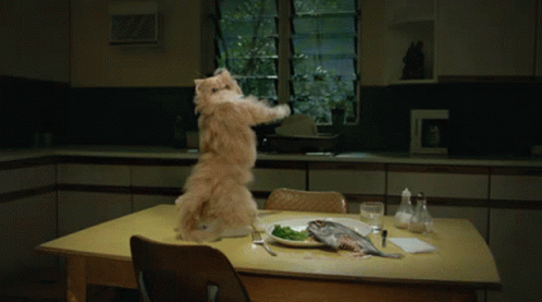 Cat Breakdancing Dancing Table Top GIF