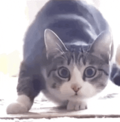 Cat Breakdancing Jiggling GIF