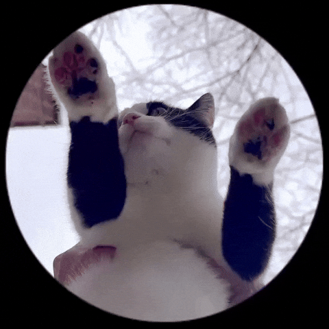 Cat Breakdancing On Disc GIF