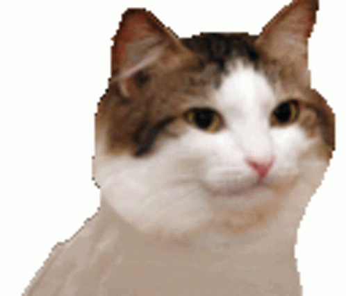 Cat Breakdancing Swaying GIF