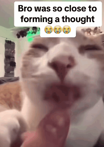 Cat Bro Was So Close To Forming A Thought
