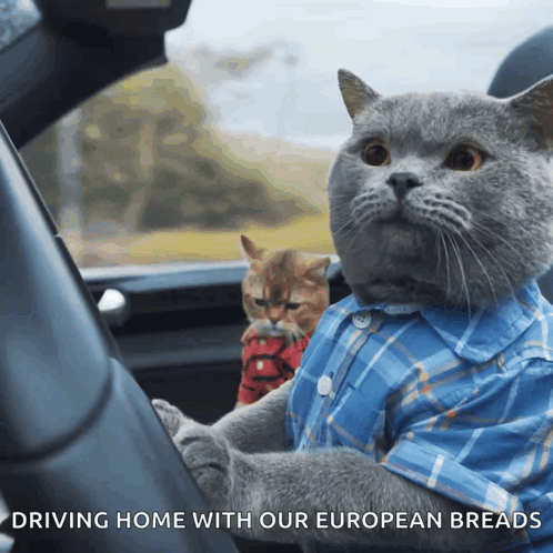 Cat Buddy Car Meme GIF