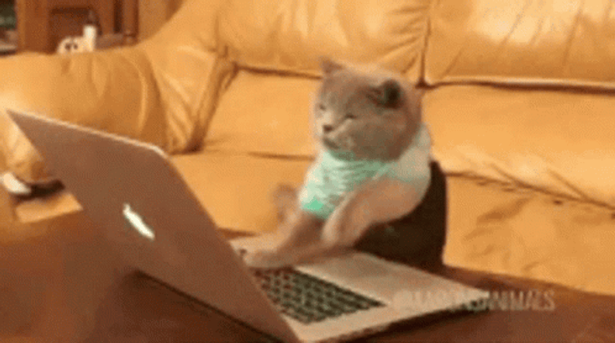 Cat Busy Typing On Laptop GIF