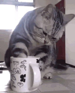 Cat Cafe Gif GIF