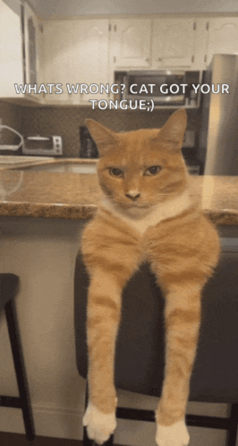 Cat Car Meme GIF