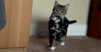 Cat Carrying Kitten on Back