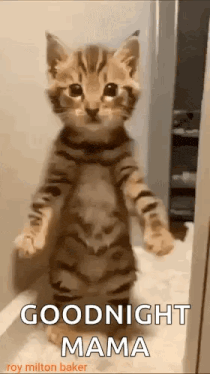 Cat Cat Dancing Gif GIF