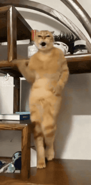 Cat Cat Dancing Gif GIF