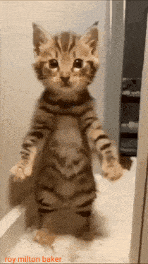 Cat Cat Dancing Gif GIF