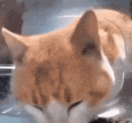 Cat Cat Meme Gif GIF