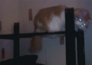 Cat Catches Like A Boss GIF
