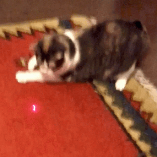 Cat Catching Laser Light GIF