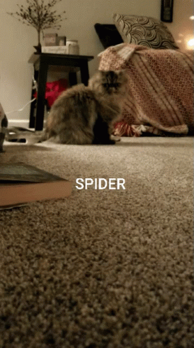 Cat Catching Spider Jumpscare GIF