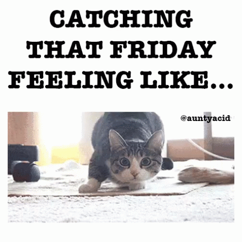 Cat Catching That Friday Feeling