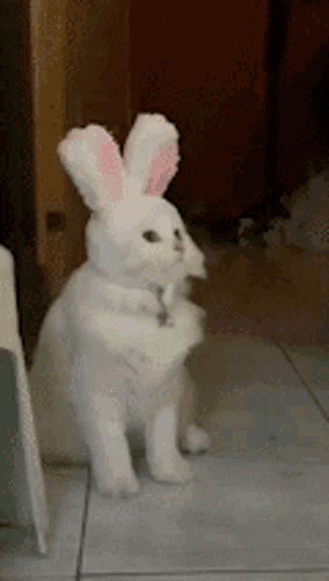 Cat Cats Love Gif GIF