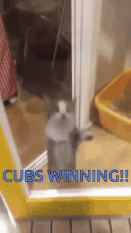 Cat Celebrating Cubs Win GIF