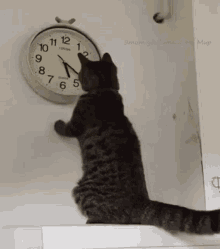 Cat Changing The Time GIF