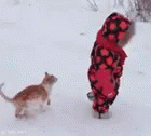 Cat Chase Baby Winter Snow GIF
