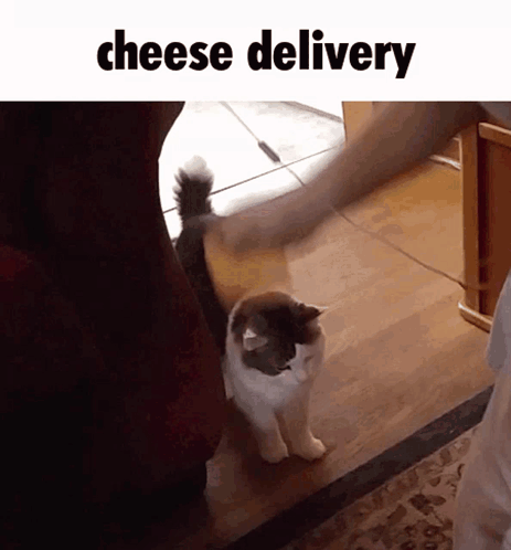 Cat Cheese Delivery Meme GIF
