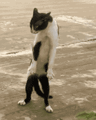 Cat Chill Breakdancing GIF