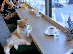Cat Chilling At Cafe GIF