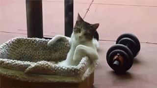 Cat Chilling On A Basket GIF