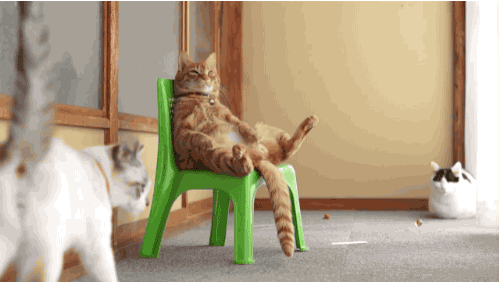 Cat Chilling On A Chair GIF