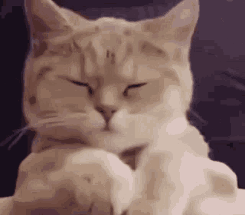 Cat Cleaning Itself GIF