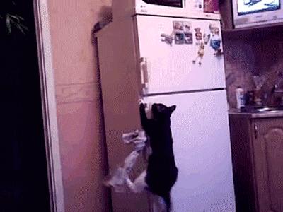 Cat Climbing Fridge Hanging In There GIF