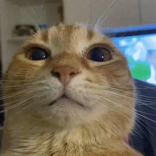Cat Close Up