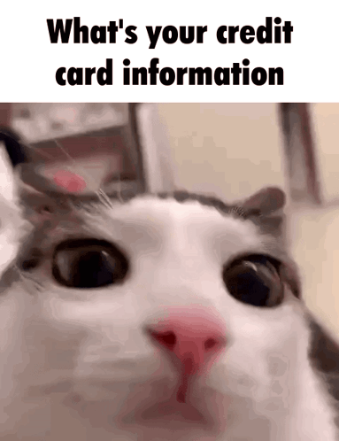 Cat Close Up Asking What's Your Credit Card Information
