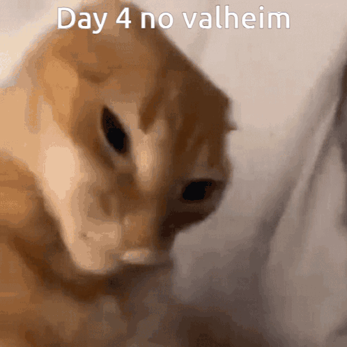 Cat Close Up Day 4 No Valheim