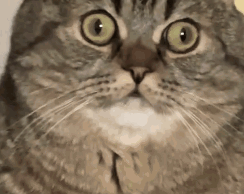 Cat Close Up Eyes Wide Open GIF