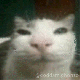 Cat Close Up Goddam.ghonzo GIF