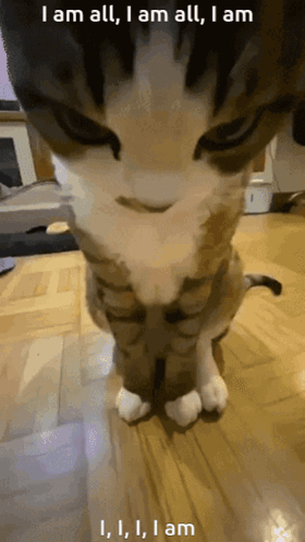 Cat Close Up I Am All GIF