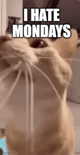Cat Close Up I Hate Mondays GIF