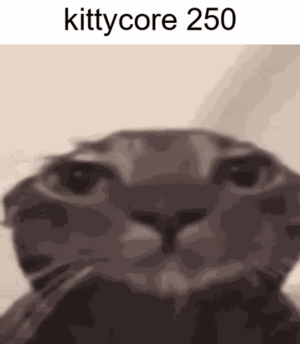 Cat Close Up Kittycore 250