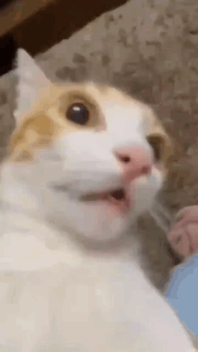Cat Close Up Mouth Open Looking at Camera