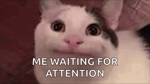 Cat Close Up Saying Me Waiting for Attention