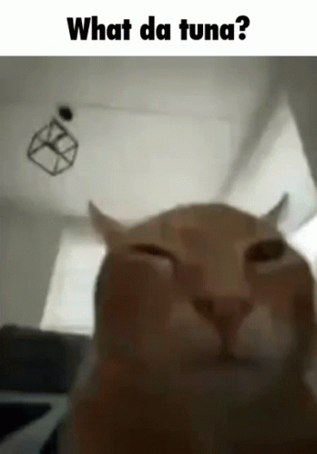 Cat Close Up Saying What Da Tuna