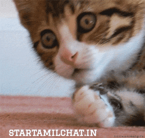 Cat Close Up startamilchat.in