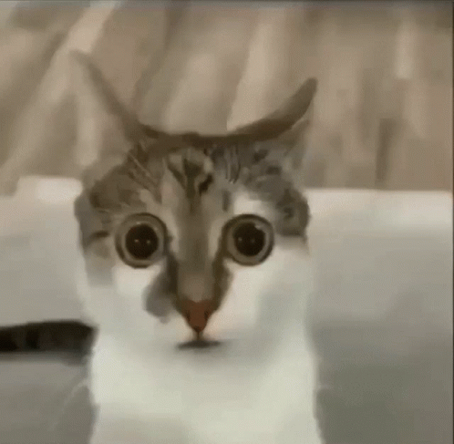 Cat Close-Up With Big Eyes