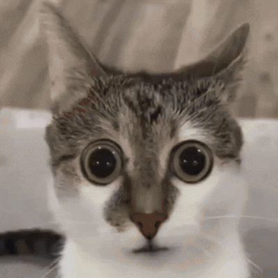 Cat Close-Up With Big Eyes