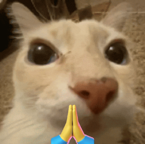 Cat Close Up With Hands Folded