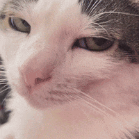Cat Close Up With Pink Nose and Green Eyes