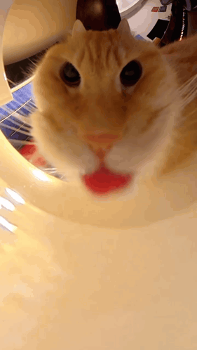 Cat Close Up With Red Lip GIF