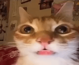 Cat Close Up With Tongue Out GIF