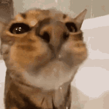 Cat Close Up With Water Dripping