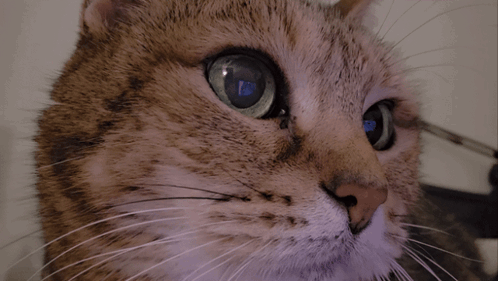 Cat Close Up With Wut